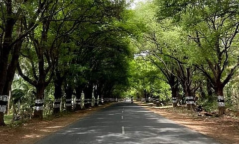 Trees on Pollachi - Anamalai road in Coimbatore district.