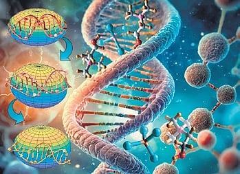 Ionic liquid and DNA interactions