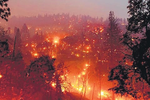 Representational image of forest fire