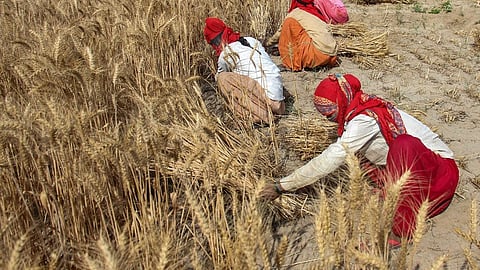 Workers harvest wheat crop, at a village on the outskirts of Gurugram, Tuesday, April 2, 2024.