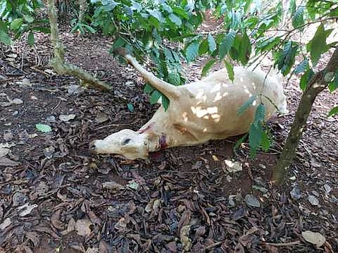 dead cow