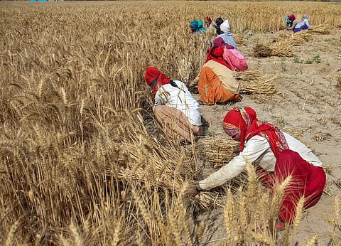 India has harvested 40% of its total wheat, and the rest, which would start harvesting from mid-April, is in the Indo-Gangetic plains. However, these regions have experienced excess rainfall in the past 10 days.