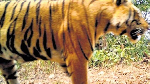 The male tiger camera-trapped close to Similipal Tiger Reserve