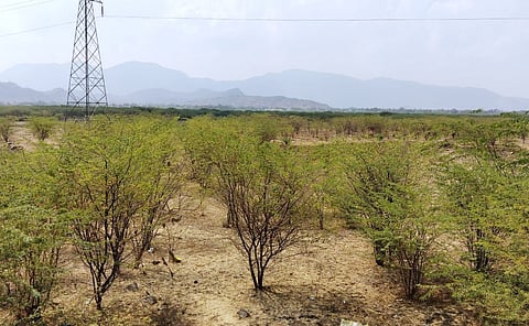 Prosopis juliflora has spread on the dried-up Annasagaram Lake