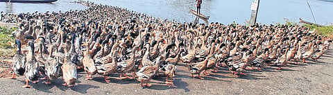 Duck rearing is an important occupation for most of the farmers in Kuttanad.