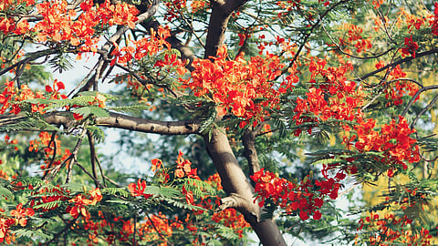 Gulmohars in full bloom,
reminiscent of old summer tales