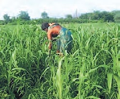 RySS farmer practicing PMDS using natural farming methods