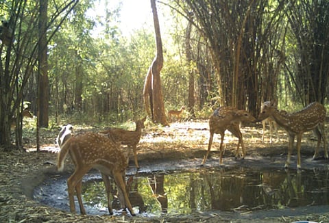 Nallamala forest.