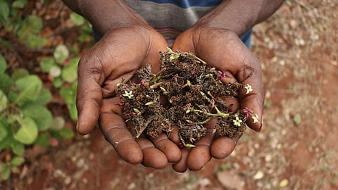 Cashew farmer