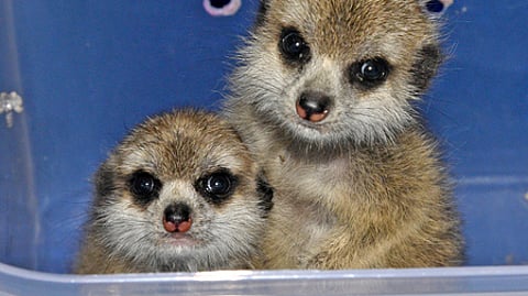 Image of exotic wild animals used for representational purpose only.