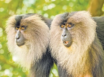 Lion tailed macaques in Sharavathi
