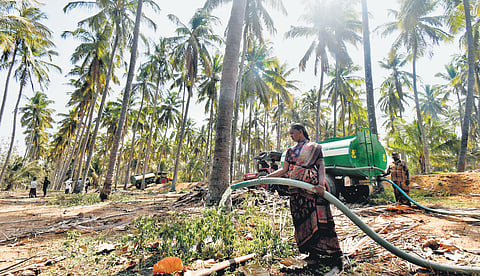 A woman irrigating her plantation with water from a private tanker at Kanjampatti near Pollachi.