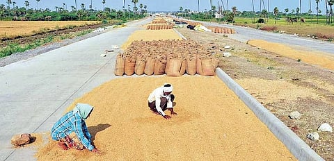 Image of paddy used for representational purposes only