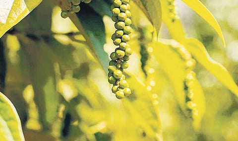 India is the largest consumer of pepper in the world and the second-largest producer after Vietnam.