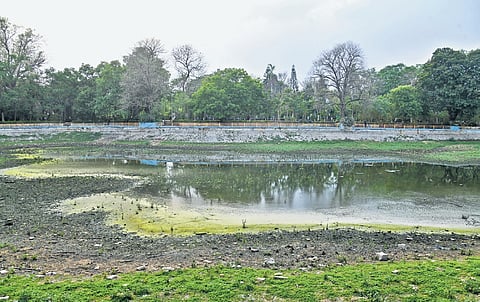 The bed of the pond at Public Garden coated with weeds and shrubbery