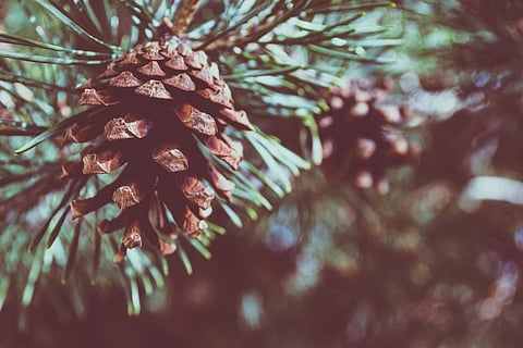 Image of pine needles used for representational purposes only.