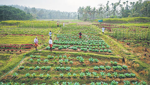 A farmland in Meenangadi