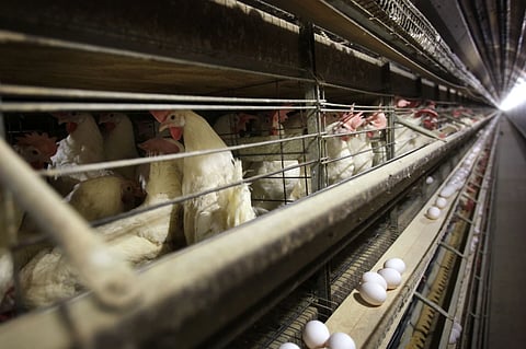 Chickens stand in their cages at a farm, Nov. 16, 2009, near Stuart, Iowa.