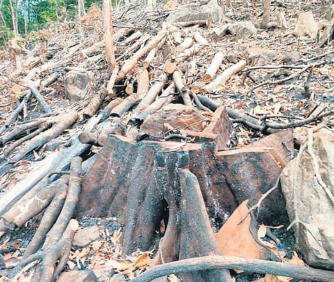 Trees axed inside Padinalkukadu Reserve Forest area