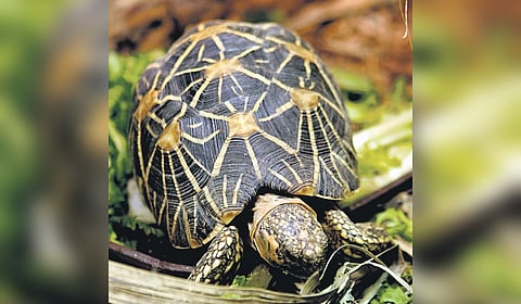 The exotic species are in hot demand and are sold for several lakhs, especially to the affluent ‘pet lovers’ in Bengaluru, sources said.