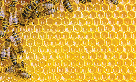 Experts confirmed that honey production from Large Area Multipurpose Societies (LAMPS) has gone up, particularly in South India, but the quality needs to be verified.