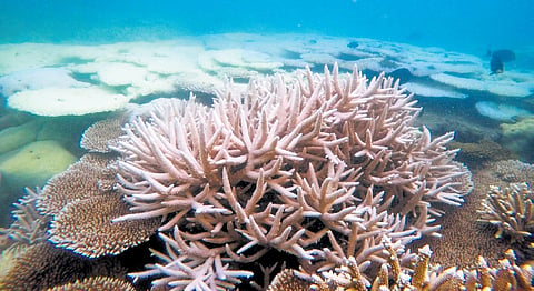 Bleaching threshold temperature for corals is said to be over 30°C