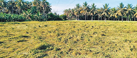 Paddy damaged after heavy downpour in Chellampatti region