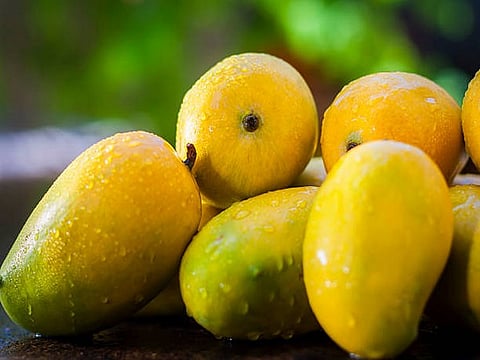While normal production yields three to four tonne per acre, this year’s production has reduced to just one to two tonne, causing significant losses to the local farmers.