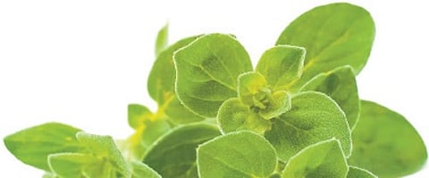 Oregano