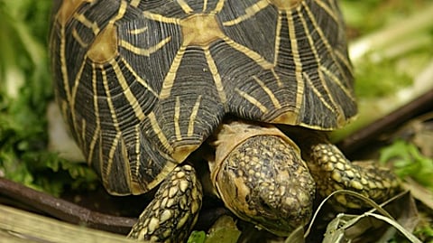 Exotic wildlife, including ball pythons, lizards, turtles, along with suitcases bearing airport baggage tags and other material believed to be relevant to wildlife smuggling were seized.