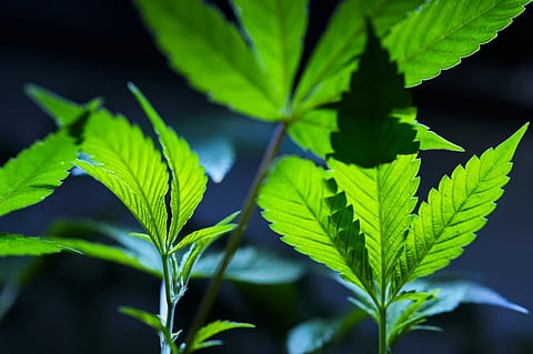 Cannabis clones are displayed for customers at Home Grown Apothecary, April 19, 2024, in Portland, Ore.