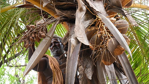 Coconut farmer M Thangaiyan checking fallen coconut fruit buds, due to excess heat at his coconut farm near Tiruchy.