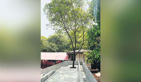 The amphitheatre at Changampuzha Park will be constructed in a way that helps preserve the Ilanji tree