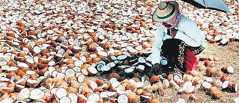 women entrepreneurs who are turning this abundance of coconut into thriving businesses.