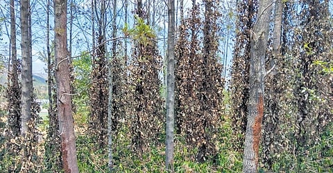 Both coffee and pepper are raised in the vast Silver Oak Plantations