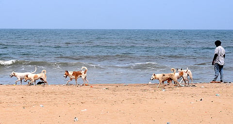 The dog menace are serious concerns for visitors, a bunch of stray dogs roaming on the Pattinapakkam beach.