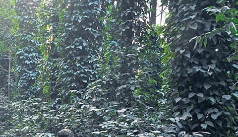 A coffee plantation in Araku