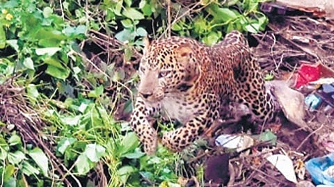Leoprad Safari to start in Bannerghatta.