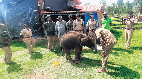 The four to five-month-old calf currently weights 150 kilogrammes