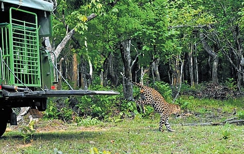 The leopard being released in the forest from a special vehicle