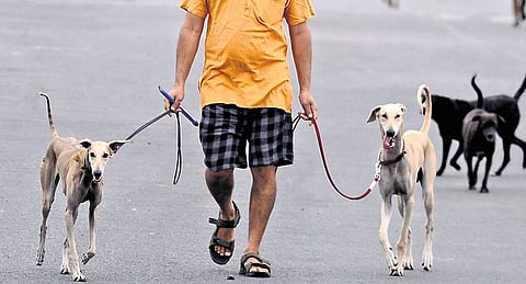 A dog survey will be conducted for 10 days with the help of volunteers