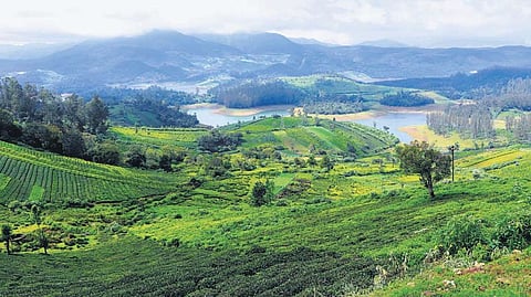 Ooty.