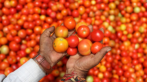 Farmers in Kurnool district are grappling with a severe market slump as prices for tomatoes and onions have crashed to historic lows, forcing many to abandon their crops or dump them on roadsides in desperation.