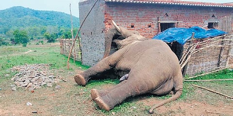 A tusker 'Don' died of electrocution after coming in contact with a live wire at Basiapada village.