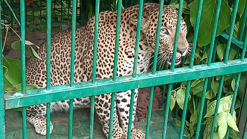A five-year-old male leopard, which had been threatening the villagers residing on the border of Erode and Salem for the past month, was trapped and relocated.