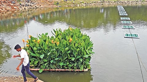 Volunteers release floating wetlands, to enhance biodiversity and improve the ecosystem, at Ulsoor lake in Bengaluru on Friday