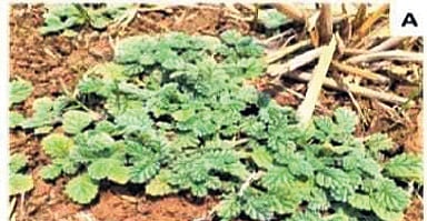 Seruppadai leaves
