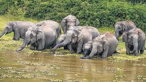 Climate change taking its toll on wildlife too