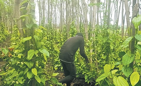 A worker harvests betel leaves at Kudgi in Vjiayapura district | Express
