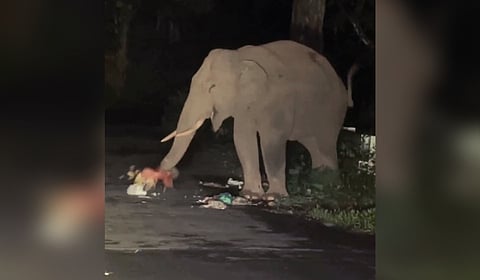 Elephant consumes plastic waste along with the leftover food on the roadside at Nellakottai on the Gudalur Sultan Bathery road